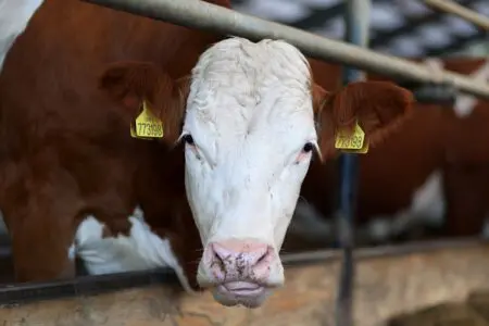 Zvířata na školním statku