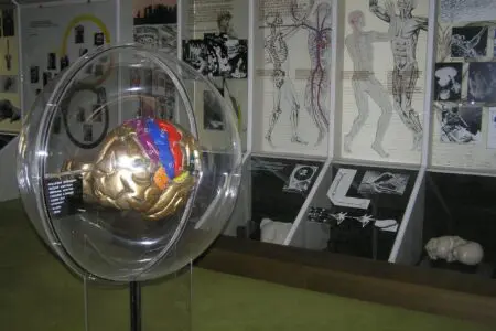 Fotografie ze staré antropologické expozice.