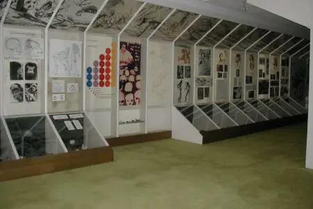 Fotografie ze staré antropologické expozice.