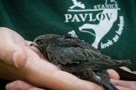 Jak pomáhá Stanice Pavlov?